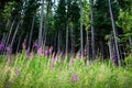 summer forest scene with purple flowers and green firs Royalty Free Stock Photo