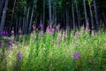 summer forest scene with purple flowers and green firs Royalty Free Stock Photo