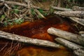 Summer forest stream. Rusty water. Wood in the water