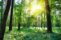 Summer forest, sun Royalty Free Stock Photo