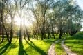 Summer forest with sun and dirt road Royalty Free Stock Photo