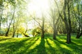 Summer forest with sun and shadow