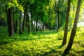 Summer forest. Sunny green forest. Scenic bright forest in sunlight. Scenery sunny nature