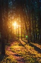Summer forest sunset scenic view with sun among trees Royalty Free Stock Photo
