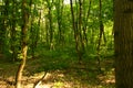 Summer forest,the sunsummer wild forest,the sun is beautiful,its unforgettable beauty Royalty Free Stock Photo