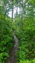 summer forest trail