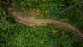 Summer forest trail. Aerial photography. Wood road Royalty Free Stock Photo