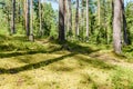 summer forest trees. nature green wood sunlight backgrounds