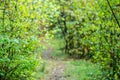 Summer forest tunel Royalty Free Stock Photo