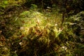 Summer forest undergrowth vegetation, grass, shrubs, moss, pinewood lit by the sun Royalty Free Stock Photo