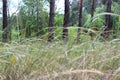 Summer forest view through the stalks of grass