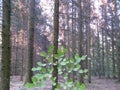 Summer Forest walk in the evening with last sunlight