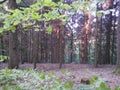 Summer Forest walk in the evening with last sunlight