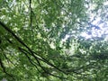 Summer Forest walk in the evening with last sunlight