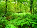 Summer forest wispering in magic green Royalty Free Stock Photo
