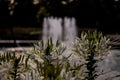 Fountain and flowerbed with white flowers in Sokolniki Park in Moscow Royalty Free Stock Photo