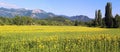 Summer French landscape.Sunflower fields and mountains. La Drome Provencal