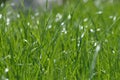 Summer fresh bright green grass. Spring background with a green lawn for design, wallpaper, desktop. Macro of green grass