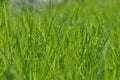 Summer fresh bright green grass. Spring background with a green lawn for design, wallpaper, desktop. Macro of green grass