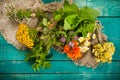 Summer fresh medicinal herbs on the wooden background. Royalty Free Stock Photo