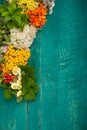 Summer fresh medicinal herbs on the wooden background. Royalty Free Stock Photo