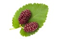 Summer fresh mulberries top view. Black berries on white background Royalty Free Stock Photo