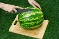 Summer and fresh watermelon topic: human hand with a knife beginning to cut a watermelon on the grass on a cutting board Royalty Free Stock Photo