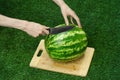 Summer and fresh watermelon topic: human hand with a knife beginning to cut a watermelon on the grass on a cutting board Royalty Free Stock Photo