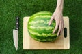 Summer and fresh watermelon topic: human hand with a knife beginning to cut a watermelon on the grass on a cutting board Royalty Free Stock Photo