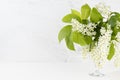 Summer fresh white flowers of blooming bird cherry branch with young green leaves in vase, copy space, closeup. Soft light white. Royalty Free Stock Photo