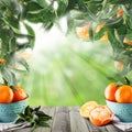 Summer fruit background with mandarin, green leaves