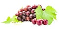 Bunch of fresh grapes with leaves and water drops isolated on white with clipping path Royalty Free Stock Photo