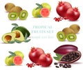 Summer fruits avocado, papaya, kiwi, pomegranate, fresh cocoa, guava Collection set Vector