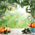 Summer fruits mandarin on abstract green background