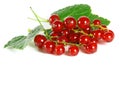 Summer fruits: Redcurrant