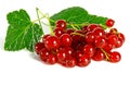 Summer fruits: Redcurrant Royalty Free Stock Photo