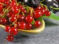 Summer fruits: Redcurrant Royalty Free Stock Photo