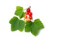 Summer fruits: Redcurrant Royalty Free Stock Photo