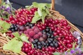 Summer fruits Royalty Free Stock Photo