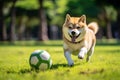 Summer fun with Akita Inu: obedient dog chasing ball in park meadow