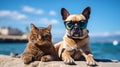 Summer Fun: Cat and Bouledogue FranÃÂ§ais on holiday by the sea