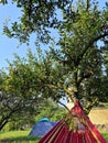 Summer fun in a hammock among the trees