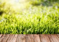 Summer garden background with green grass and wooden planks Royalty Free Stock Photo