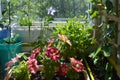 Summer garden on the balcony. Pink and red petunia flowers among green herbs in flowerpots Royalty Free Stock Photo