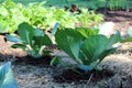 Garden, summer, brassicas, cabbage, sunshine Royalty Free Stock Photo