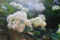 Summer garden in bloom. Hydrangea or hortensia flowers. Royalty Free Stock Photo