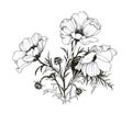 Summer garden blooming flowers monochrome illustration. Royalty Free Stock Photo