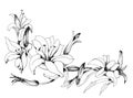 Summer garden blooming flowers monochrome illustration. Royalty Free Stock Photo