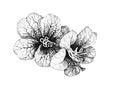 Summer garden blooming flowers monochrome illustration. Royalty Free Stock Photo