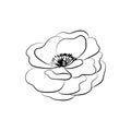 Summer garden blooming flowers monochrome illustration, sketch, hand drawn Royalty Free Stock Photo